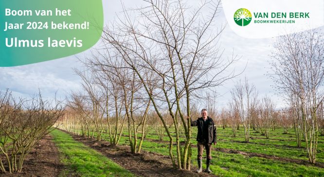 Van den Berk Boomkwekerijen over Ulmus laevis